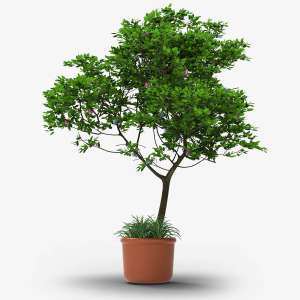 Strella Kamini Bonsai