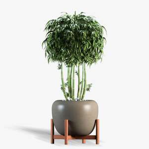 Lucky Bamboo Stand Vase